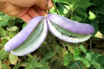 Soi những loại quả độc dị nhất trên thế giới