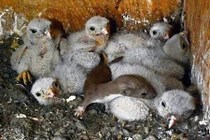 Chồn con quỷ quyệt sống sót thần kỳ trong tổ chim ưng