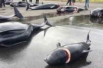 Ám ảnh cảnh cá voi mang thai bị giết hại dã man