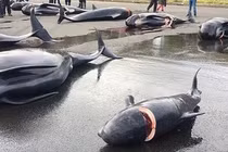 Ám ảnh cảnh cá voi mang thai bị giết hại dã man