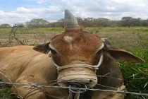 Xuất hiện bò kỳ lân gây xôn xao vì quá khác biệt