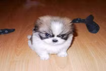 Chết cười khuôn mặt cáu kỉnh cực hài hước của động vật