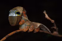 "Chết ngất" với loài sâu bướm quái vật có đầu "khủng"