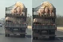 Cảnh tượng kỳ thú lợn “chết cũng phải yêu đương“