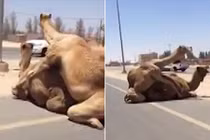 Lạc đà nổi hứng "yêu" ngay giữa phố khiến giao thông "tê liệt"