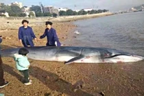 Cá voi chết thảm vì đi vào vùng nước nông