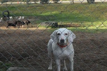 Chú chó được nhận nuôi 11 lần, cả 11 lần trốn... và lý do cảm động