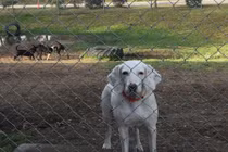 Chú chó được nhận nuôi 11 lần, cả 11 lần trốn... và lý do cảm động