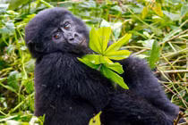 Khỉ đột tạo dáng gợi cảm như người mẫu chuyên nghiệp