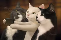 Ảnh siêu đáng yêu khi mèo chụp ảnh "tự sướng"