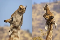 Hươu cao cổ "nổi đóa" vì chim bắt ve lởn vởn