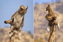 Hươu cao cổ "nổi đóa" vì chim bắt ve lởn vởn