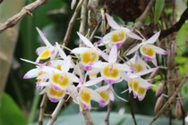 Nhờ loài hoa này, cô gái thoát khỏi tên bắt cóc ngoạn mục 