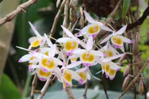 Nhờ loài hoa này, cô gái thoát khỏi tên bắt cóc ngoạn mục 