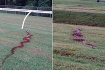 Trăn khổng lồ như “quái vật thành tinh” tại trường đua ngựa 