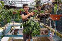 Trở thành tỷ phú lan rừng nhờ giò lan phi điệp bạn cho