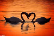 Những biểu tượng tình yêu cực ngọt ngào trong thế giới động vật 