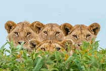 Nhiếp ảnh gia "hú hồn" bị cả nhà sư tử cảnh cáo "gắt"