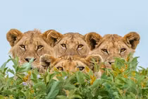 Nhiếp ảnh gia "hú hồn" bị cả nhà sư tử cảnh cáo "gắt"