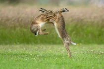 Cận cảnh nghi thức giao phối bạo lực của thỏ nâu 