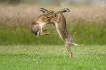 Cận cảnh nghi thức giao phối bạo lực của thỏ nâu 