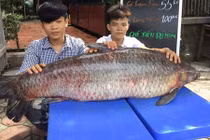 Trắm đen khổng lồ to hơn người: Huyền thoại "thủy quái" hồ Thác Bà