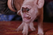 Kinh dị quái vật lợn mặt khỉ ở Trung Quốc