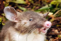 Giật mình "quái" chuột mũi lợn mới phát hiện ở Indonesia