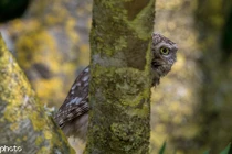 Chết cười cú nhỏ hân hoan chơi trốn tìm với nhiếp ảnh gia 