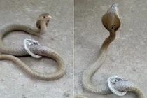 Cả gan nuốt cóc trong chùa, rắn hổ mang suýt chết 