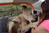Sư tử cái nhảy xe du khách và ôm hôn gây bất ngờ