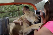 Sư tử cái nhảy xe du khách và ôm hôn gây bất ngờ