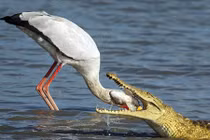 Ngoạn mục sát thủ đầm lầy “cướp trắng” bữa ăn của cò