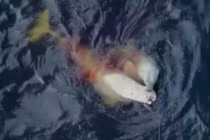 Khiếp đảm gấu trắng Bắc cực săn cả cá voi beluga vì đói khát