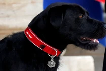 Cuộc sống đáng ghen tị của thú cưng của Tổng thống Pháp