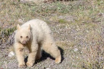 Gấu trắng quý hiếm chẳng khác gì gấu thần linh bỗng xuất hiện