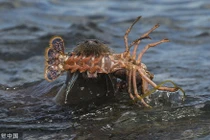 Rái cá săn được tôm hùm cỡ bự, khoe cuộc sống sang chảnh