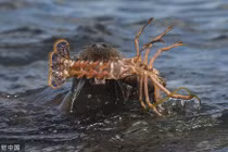 Rái cá săn được tôm hùm cỡ bự, khoe cuộc sống sang chảnh