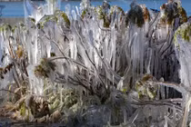 Tận mục cây cối bị đóng băng vẫn âm thầm phát triển