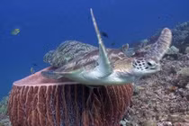 Rùa biển hậm hực vì bị tranh cả chỗ ngủ 