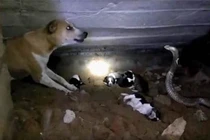 Rắn hổ mang cắn chết con, chó mẹ điên cuồng...