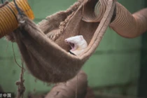 Chồn sương vứt bỏ hình tượng xinh đẹp, "bơ" cả thế giới để ngủ