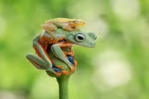 Ếch thủy tinh gan dạ trèo lên đầu ếch cây đòi cõng