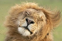 Khi vua sư tử phát điên vì những kẻ khó ưa