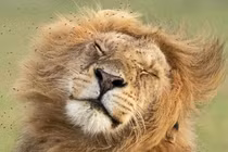 Khi vua sư tử phát điên vì những kẻ khó ưa