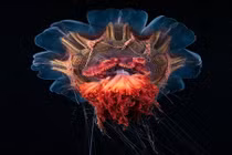 Choáng ngợp hình ảnh như sinh vật "ngoài hành tinh" dưới biển