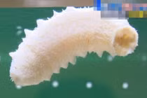 Choáng váng gặp hải sâm trắng thuần khiết, cực kỳ hiếm