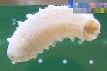 Choáng váng gặp hải sâm trắng thuần khiết, cực kỳ hiếm