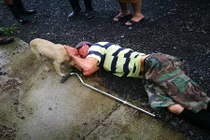 Chuyện chó cưng cứu chủ ngoạn mục... lan truyền nhanh như virus