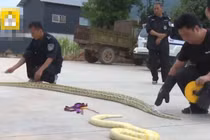 Mua rắn nhỏ làm thú cưng, chủ nhân tá hỏa khi rắn "biến hóa"...